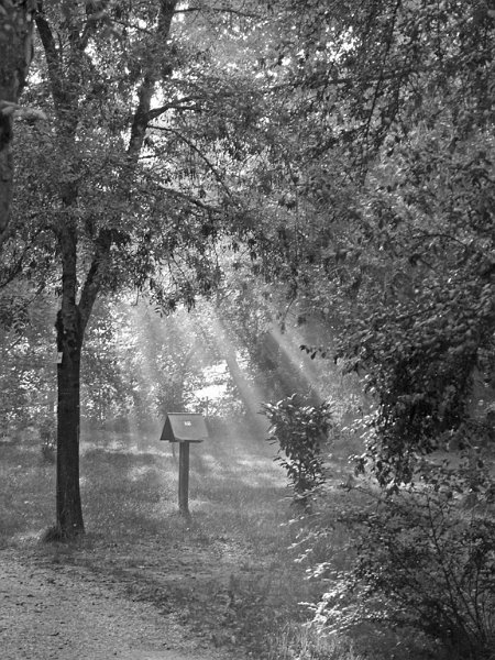 468 - rayons du matin - COURTES ALAIN - france.jpg